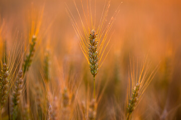 Obraz premium Wheat ear defines silhouette. Wheat meets golden light. Rural wheat fills background. Warm wheat reaches sunlight.