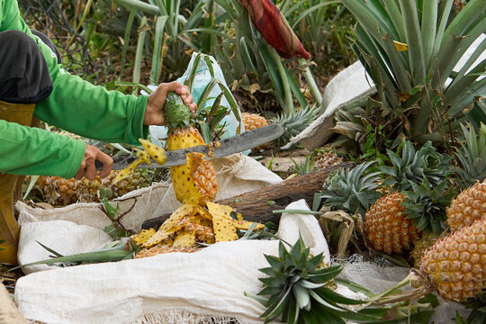 Close up of farmer hands peeling fresh ripe pineapple with sharp knife during harvest at tropical plantation