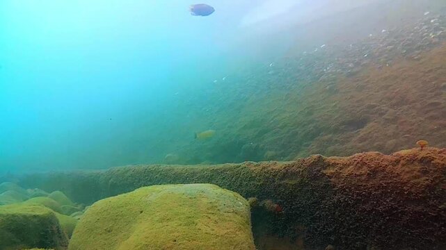 sea. tropical fish