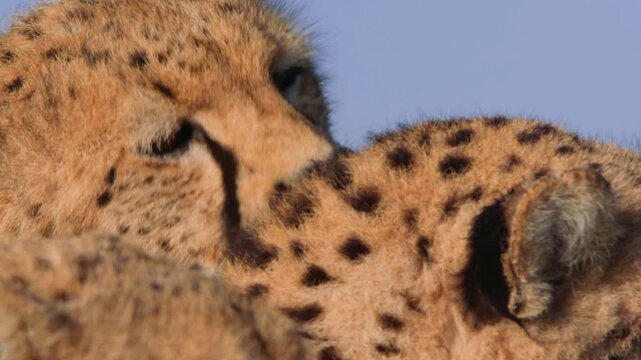 Cheetah pair grooming and nuzzling, wild African cats showing affection, close up of spotted fur and facial markings on cheetahs in nature