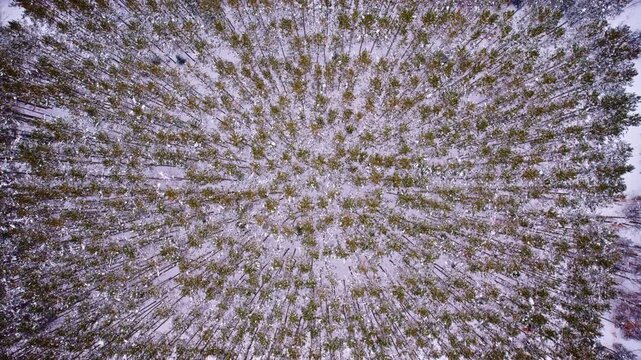 Aerial view of the historic CCC pine forest blanketed in snow in Northern Michigan.