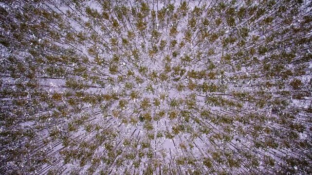 Drone shot looking down at ccc pine forest in northern michigan in winter