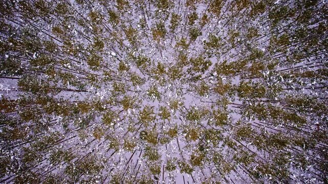Overhead drone footage of a winter landscape featuring the CCC pine forest in Northern Michigan.