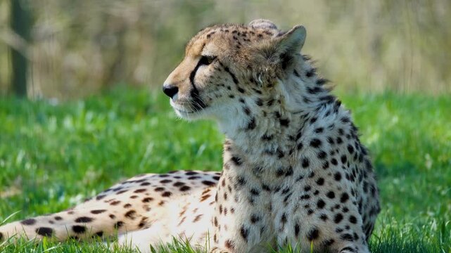 Majestic cheetah sitting in green grass, wild African predator resting in natural habitat, spotted feline wildlife portrait in bright sunlight