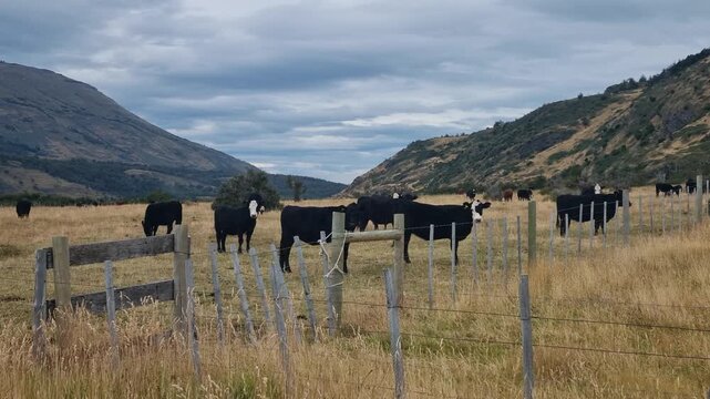 Traditional cattle farming in Chilean Patagonia, where black cattle graze on vast pastures near Torres del Paine, surrounded by spectacular wild landscapes
