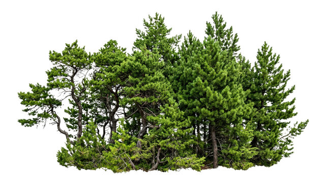 A dense cluster of evergreen trees with lush green foliage.