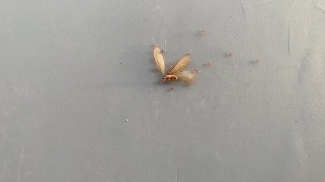 Ants carrying a dead winged termite across a surface, illustrating teamwork, cooperation, scavenging behavior, and the fascinating world of insects in nature.