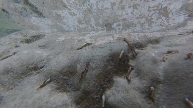 Handheld underwater view, caddisfly larvae moving across the rocky riverbed in the Soča River, Slovenia. Close-up of freshwater aquatic life and natural stream habitat
