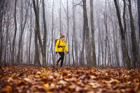 Autumn hiking. Woman hiker wearing yellow waterproof jacket walking through foggy forest in rainy weather