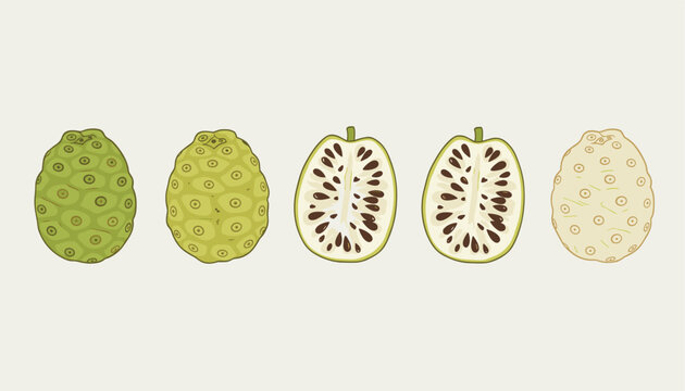 Five stages of noni fruit development from green texture to halved view showing seeds to a light ripe version on white.