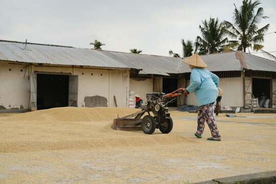 Farm worker in conical straw hat leveling drying rice with a walk-behind tractor