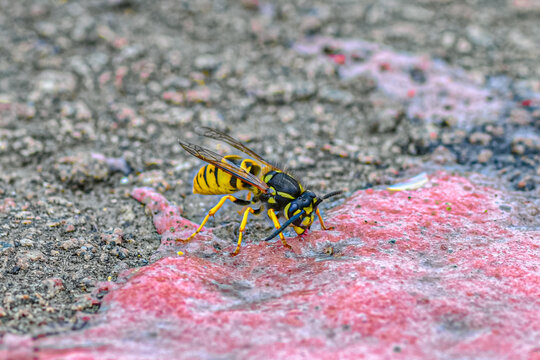 Closeup of common wasp feeding on discarded chewing gum on asphalt