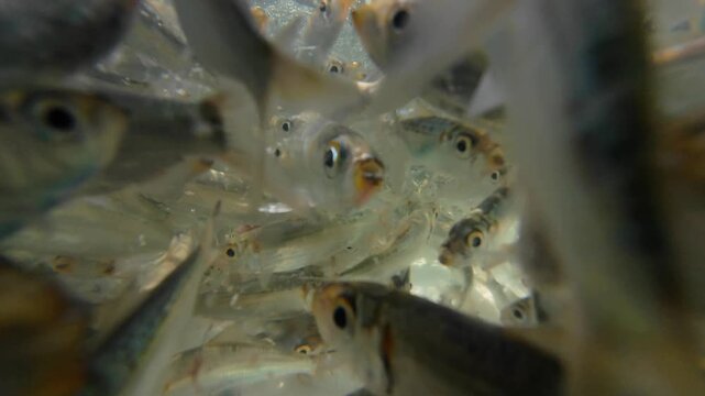 Close-up underwater view inside a live bait well aboard an artisanal fishing boat, revealing schooling baitfish in Los Roques Archipelago, Venezuela