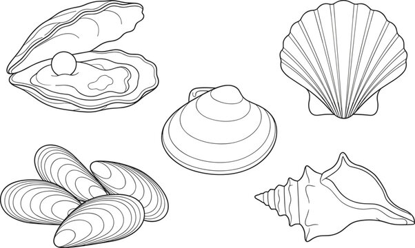 Seashell Line Art Collection Featuring Oyster Clam Mussel Scallop and Conch Shell Vector