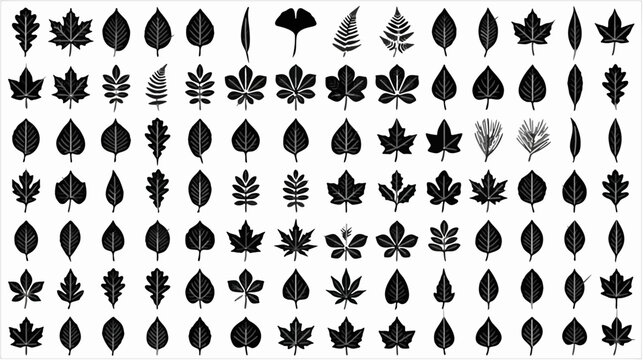 Collection of Various Autumn Leaf Silhouettes and Botanical Foliage Shapes for Design