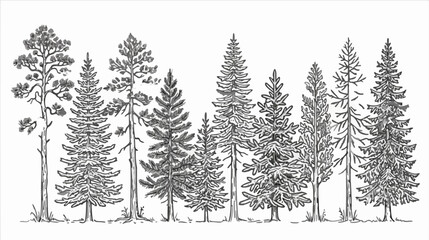 Obraz premium Detailed hand drawn illustration featuring a forest collection of various evergreen conifers and deciduous trees during the crisp autumn season