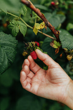 Close-up of a hand harvesting a ripe wild raspberry from a leafy bush, highlighting fresh seasonal berries, natural foraging, and organic fruit harvesting