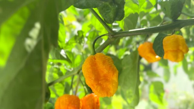 Yellow Trinidad Moruga Scorpion Pepper Chili growing in a garden, outdoor. One of the hottest peppers in the world, heat level 1,200,000 to 2,000,000 Scoville Heat Units (SHU)