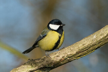 Great tit (Parus major) perched on a mossy tree branch in spring forest, closeup portrait of a beautiful yellow passerine bird in wild nature © Badr