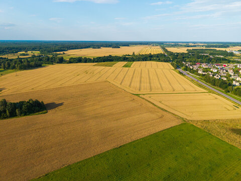 Aerial view of golden wheat fields and green pastures bordered by a small village and forest patches under a clear blue sky in Anyksciai District Municipality, Utena County, Lithuania.