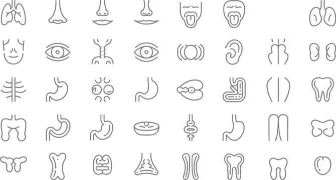 Human internal organ icons collection representing medical anatomy biology and healthcare signs. Vector illustration