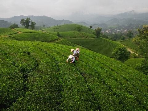Aerial view of Long Coc Tea Hill with tea pickers wearing traditional conical hats working among the lush green rolling hills in Long Coc, Phu Tho, Vietnam.