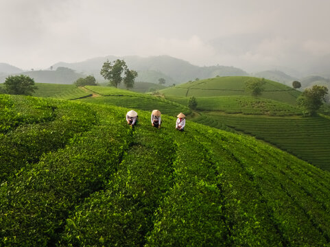 Aerial view of Long Coc Tea Hill with workers in conical hats tending to lush green tea plantations in the misty hills of Long Coc, Phu Tho, Vietnam.
