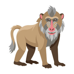 Fototapeta premium Gelada baboon with distinctive facial markings and shaggy mane standing on white background