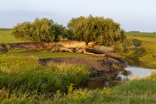 Idyllic pasture landscape, with a meandering river flowing around rustic willow trees at sunset or sunrise