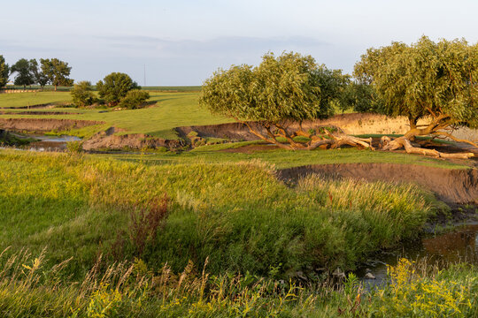 Idyllic pasture landscape, with a meandering river flowing around rustic willow trees at sunset or sunrise