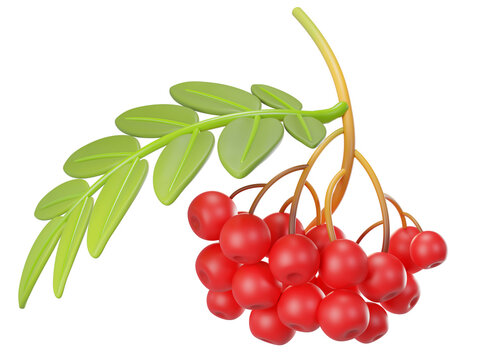 3D rowan berry branch with red berries, green leaves, isolated on background. Botanical illustration for autumn design, nature, seasonal decoration. 3d render
