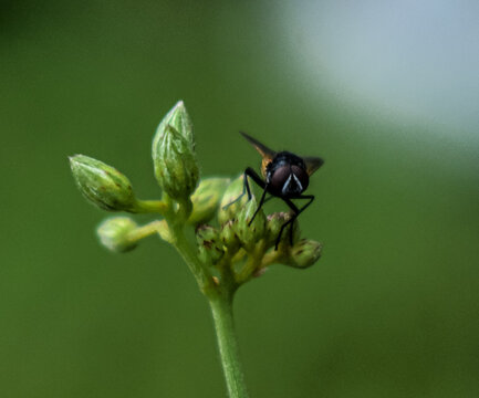 bee on a flower