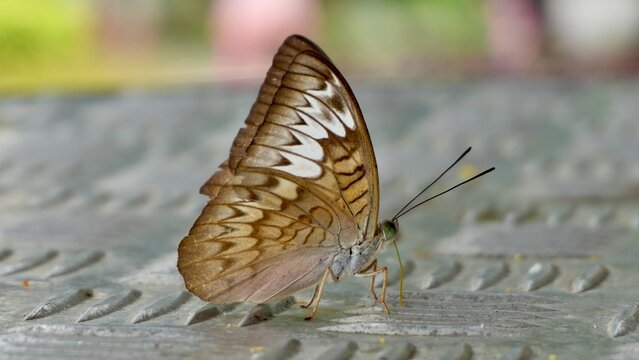 Side view of a brown butterfly with white patterned wings and visible proboscis resting on a textured metal surface against a soft green background.