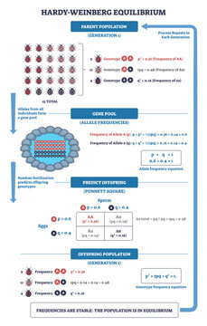 Hardy-Weinberg equilibrium outline, beetles, gene pool, and Punnett square explain stable allele and genotype frequencies via pandq=1 and p^2and2pqandq^2=1, transparent background
