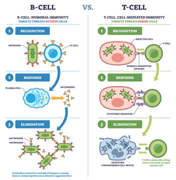 B-cell vs T-cell immunity contrasted, humoral and cell-mediated steps show recognition, response, elimination, key objects, B-cell, T-cell, antibodies, transparent background