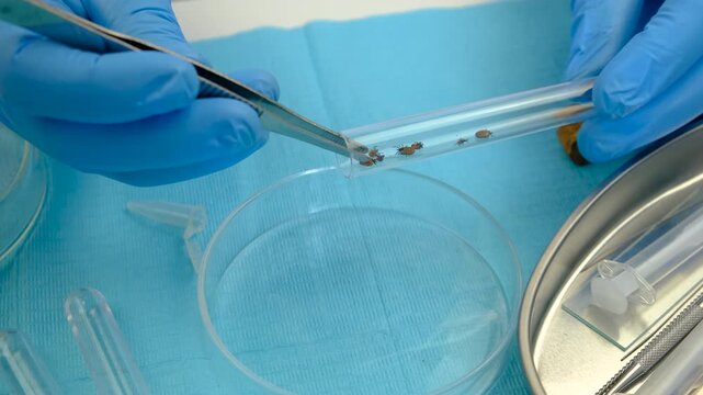 The tick laboratory is conducting an analysis. Selective focus.