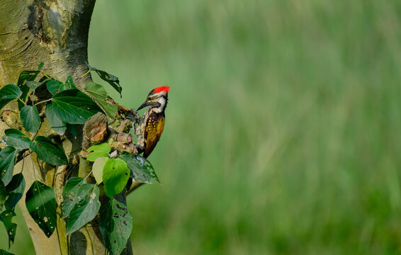 Lesser Goldenback woodpecker