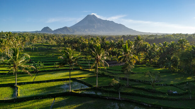 Aerial view of Mount Merapi rising above lush green rice terraces and palm trees in the morning light, Cangkringan, Special Region of Yogyakarta, Indonesia.