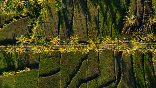 Aerial view of lush green rice paddies with rows of palm trees casting long shadows during the golden hour in Cangkringan, Special Region of Yogyakarta, Indonesia.