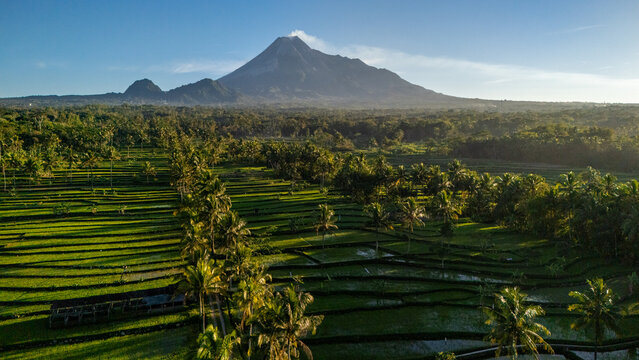 Aerial view of the majestic Mount Merapi volcano rising above lush green rice terraces and palm trees in the morning light in Cangkringan, Special Region of Yogyakarta, Indonesia.