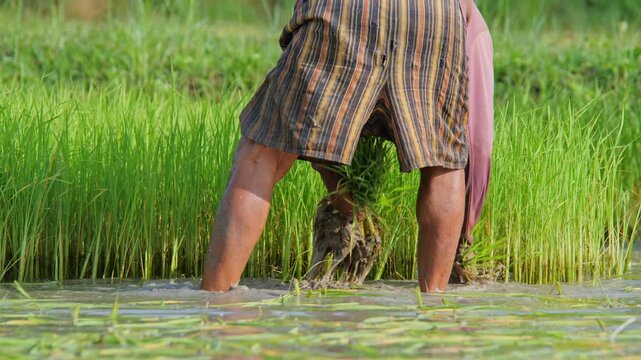 Rice Planting in Paddy Field: A farmer, focused on their work, plants young rice seedlings in a lush, water-filled paddy field 