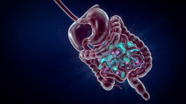 3 d medical of human digestive system with gut microbiome