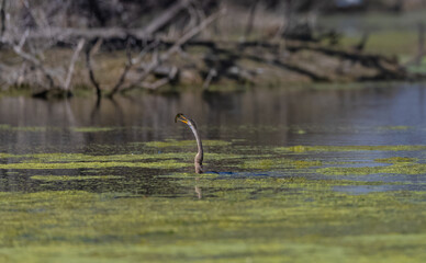 Obraz premium Oriental darter (Anhinga melanogaster) or snake bird fishing in river during winter migration in forest.