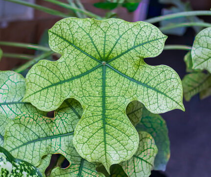 Jatropha podagrica Buddha belly plant leaves with lush tropical greenery in outdoor garden scenery.