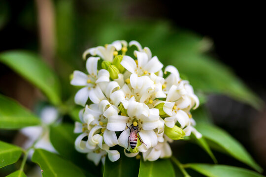 Beautiful white orange jasmine flower blooming on the tree for background.