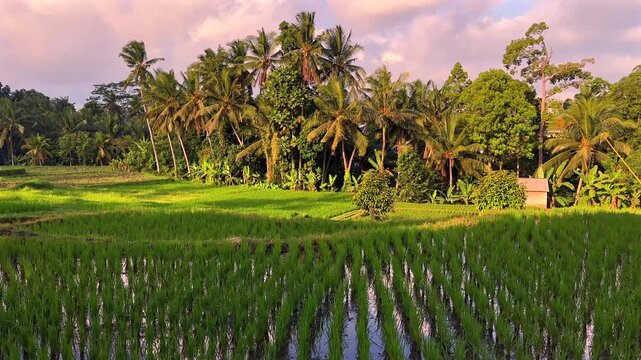Vibrant rice plants grow in neat rows over a flooded field under clear skies. Agricultural cultivation concept highlighting sustainable farming practices