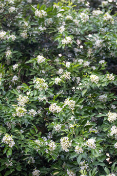 Beautiful white orange jasmine flower blooming on the tree for background.