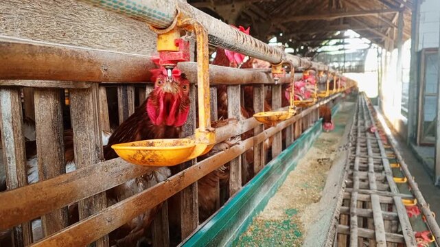 Close up of brown laying hens drinking from water cups in traditional bamboo battery cages at poultry farm