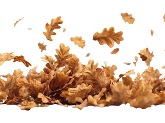 Obraz premium PNG Falling autumn oak leaves gracefully.
