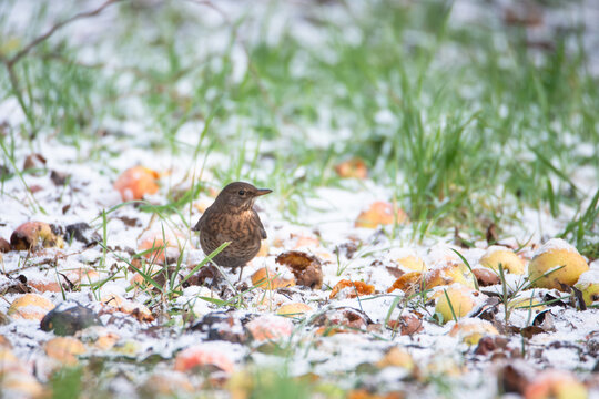 Eurasian common blackbird eats rotten apple, Turdus merula in winter, true thrush searching for food in the snow, brown female bird with yellow bill
